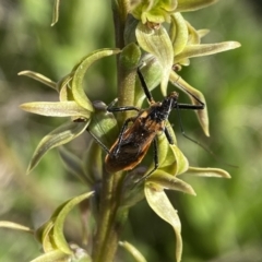 Pristhesancus plagipennis (Bee Killer Assassin Bug) at Kosciuszko National Park - 19 Dec 2023 by AJB