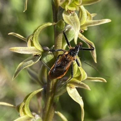 Pristhesancus plagipennis (Bee Killer Assassin Bug) at Kiandra, NSW - 18 Dec 2023 by AJB