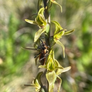 Pristhesancus plagipennis at Kosciuszko National Park - 19 Dec 2023