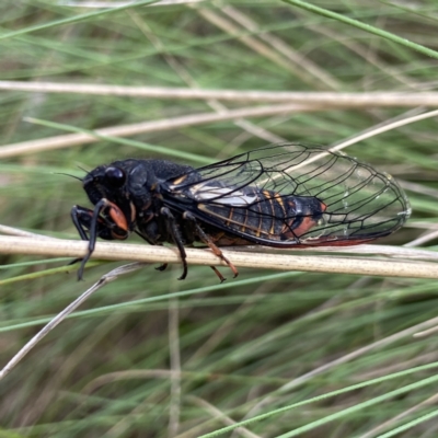 Yoyetta subalpina (Subalpine Firetail Cicada) at Yarrangobilly, NSW - 18 Dec 2023 by AJB