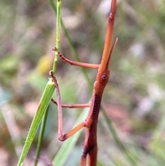 Ctenomorpha marginipennis (Margin-winged stick insect) at Yarrangobilly, NSW - 18 Dec 2023 by AJB