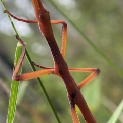 Ctenomorpha marginipennis at Kosciuszko National Park - suppressed