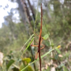 Ctenomorpha marginipennis at Kosciuszko National Park - suppressed