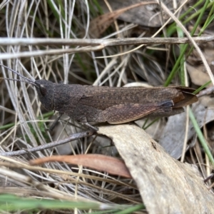 Goniaea opomaloides at Kosciuszko National Park - 18 Dec 2023