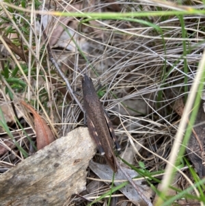 Goniaea opomaloides at Kosciuszko National Park - 18 Dec 2023