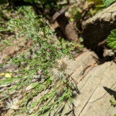 Vittadinia cuneata var. cuneata (Fuzzy New Holland Daisy) at Hackett, ACT - 16 Dec 2023 by WalterEgo