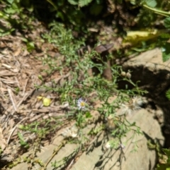 Vittadinia cuneata var. cuneata at Hackett, ACT - 16 Dec 2023