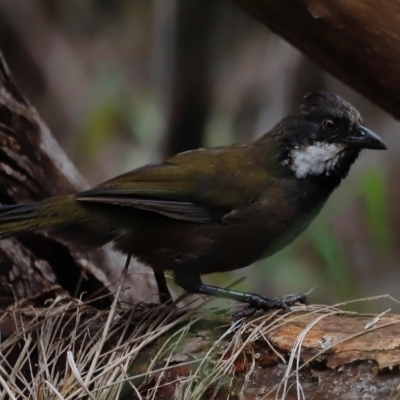 Psophodes olivaceus (Eastern Whipbird) at Ben Boyd National Park - 20 Dec 2023 by JimL