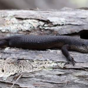 Egernia saxatilis intermedia at Ben Boyd National Park - 20 Dec 2023