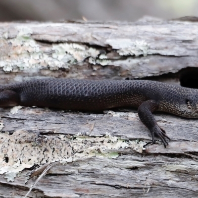 Egernia saxatilis intermedia (Black Rock Skink) at Green Cape, NSW - 20 Dec 2023 by JimL