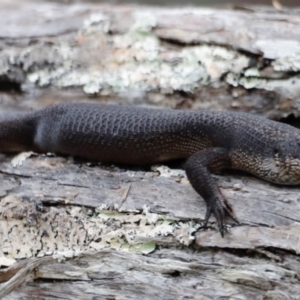 Egernia saxatilis intermedia at Ben Boyd National Park - 20 Dec 2023