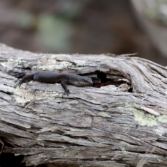 Egernia saxatilis intermedia at Ben Boyd National Park - 20 Dec 2023