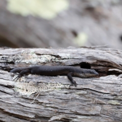 Egernia saxatilis intermedia at Ben Boyd National Park - 20 Dec 2023