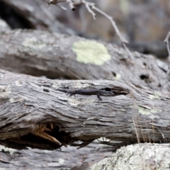 Egernia saxatilis intermedia at Ben Boyd National Park - 20 Dec 2023
