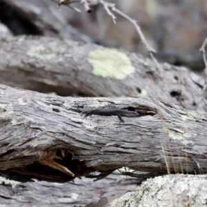 Egernia saxatilis intermedia at Ben Boyd National Park - 20 Dec 2023