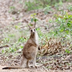 Macropus giganteus (Eastern Grey Kangaroo) at Ben Boyd National Park - 20 Dec 2023 by JimL