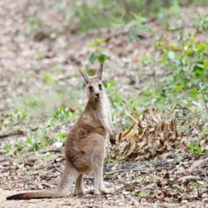 Macropus giganteus at Ben Boyd National Park - 20 Dec 2023