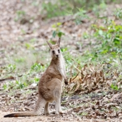 Macropus giganteus (Eastern Grey Kangaroo) at Green Cape, NSW - 20 Dec 2023 by JimL