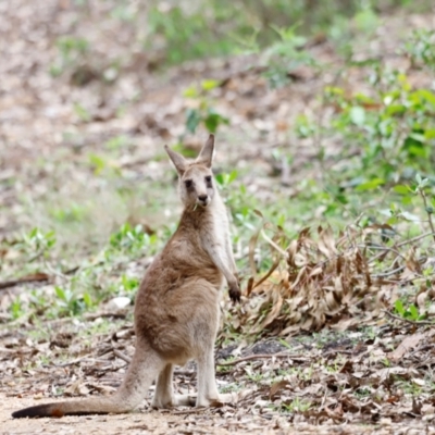 Macropus giganteus (Eastern Grey Kangaroo) at Green Cape, NSW - 20 Dec 2023 by JimL