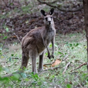 Macropus giganteus at Ben Boyd National Park - 20 Dec 2023