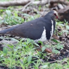 Leucosarcia melanoleuca (Wonga Pigeon) at Green Cape, NSW - 20 Dec 2023 by JimL
