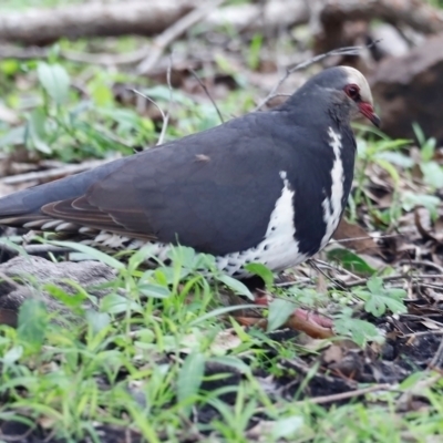 Leucosarcia melanoleuca (Wonga Pigeon) at Ben Boyd National Park - 20 Dec 2023 by JimL