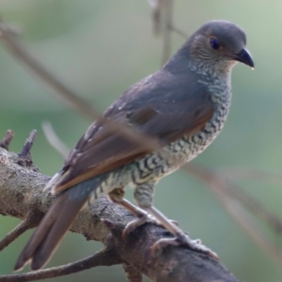 Ptilonorhynchus violaceus (Satin Bowerbird) at Ben Boyd National Park - 20 Dec 2023 by JimL