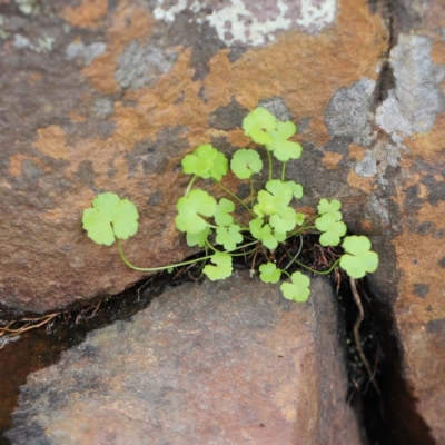 Hydrocotyle sibthorpioides (A Pennywort) at Nadgee, NSW - 21 Dec 2023 by JimL