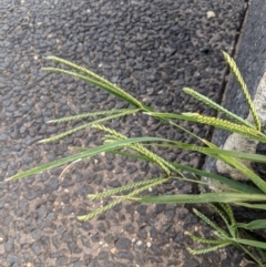 Eleusine indica (Crowsfoot Grass) at Holt, ACT - 21 Dec 2023 by MattM