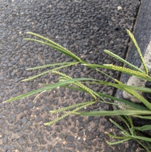 Eleusine indica at Holt, ACT - 21 Dec 2023