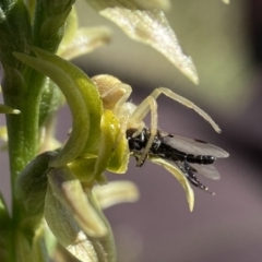 Unverified True fly (Diptera) by AJB