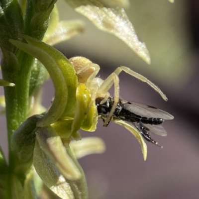 Unidentified True fly (Diptera) at Gooandra, NSW - 17 Dec 2023 by AJB