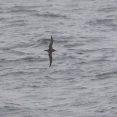 Ardenna pacifica (Wedge-tailed Shearwater) at Green Cape, NSW - 20 Dec 2023 by JimL