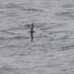 Ardenna tenuirostris (Short-tailed Shearwater, Muttonbird) at Ben Boyd National Park - 20 Dec 2023 by JimL