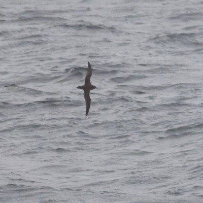 Ardenna pacifica (Wedge-tailed Shearwater) at Ben Boyd National Park - 20 Dec 2023 by JimL