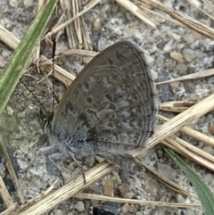 Zizina otis (Common Grass-Blue) at Holder Wetlands - 10 Dec 2023 by AJB