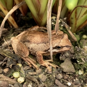 Litoria verreauxii verreauxii at Greenway, ACT - 13 Dec 2023 10:53 AM