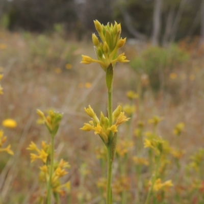 Pimelea curviflora var. sericea (Curved Riceflower) at Bonner, ACT - 4 Nov 2023 by michaelb