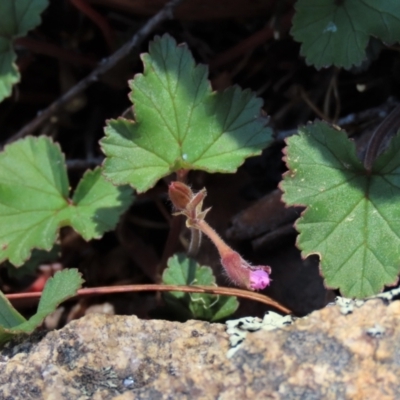 Pelargonium australe (Austral Stork's-bill) at Tinderry, NSW - 17 Nov 2023 by AndyRoo