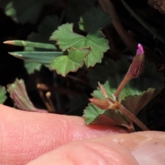 Pelargonium australe at Tinderry Mountains - 18 Nov 2023