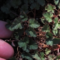 Pelargonium australe at Tinderry Mountains - 18 Nov 2023