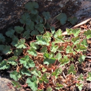 Pelargonium australe at Tinderry Mountains - 18 Nov 2023