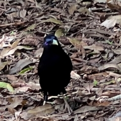 Ptilonorhynchus violaceus (Satin Bowerbird) at Green Cape, NSW - 19 Dec 2023 by JimL