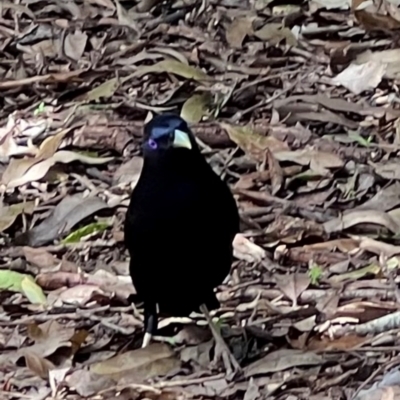 Ptilonorhynchus violaceus (Satin Bowerbird) at Ben Boyd National Park - 19 Dec 2023 by JimL