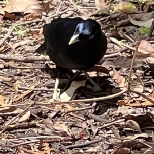 Ptilonorhynchus violaceus at Green Cape, NSW - 19 Dec 2023