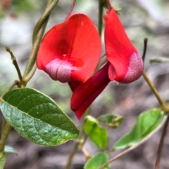 Kennedia rubicunda (Dusky Coral Pea) at Green Cape, NSW - 19 Dec 2023 by JimL