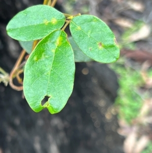 Kennedia rubicunda at Ben Boyd National Park - 20 Dec 2023