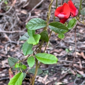 Kennedia rubicunda at Beowa National Park - 20 Dec 2023 10:20 AM