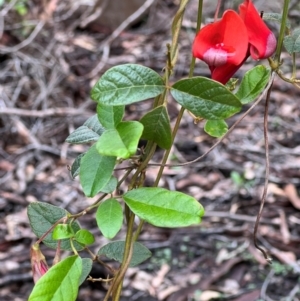 Kennedia rubicunda at Ben Boyd National Park - 20 Dec 2023