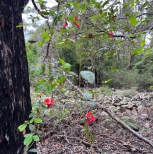 Kennedia rubicunda at Ben Boyd National Park - 20 Dec 2023